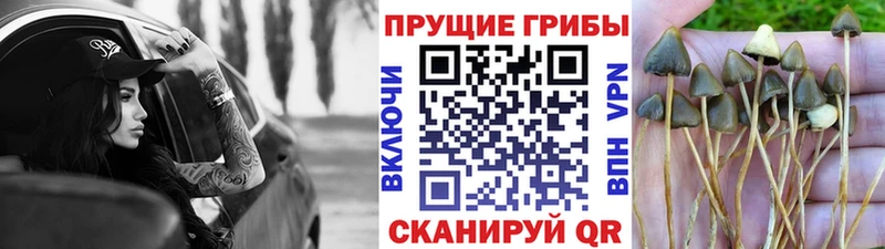 гидра tor  Берёзовка  Галлюциногенные грибы MAGIC MUSHROOMS  магазин   